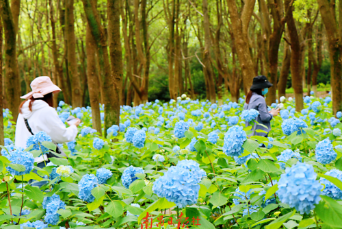 南昌市海洋公园门票(中国旅游日当天南昌多个景区免门票)插图10