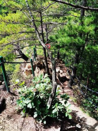 吉林市拉法山门票(蛟河拉法山国家森林公园旅游攻略)插图30