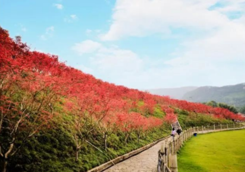 鹰潭十大旅游景点(盘点鹰潭景点好玩的地方)插图6