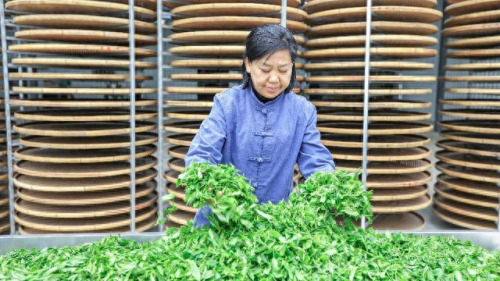 普洱茶十大名品排行榜(普洱品牌第一梯队)