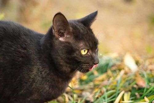 十大猫价格排行榜最新图片(十大良心猫罐头排行榜)插图5