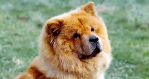 十大最倔强的狗犬排行榜(十大最聪明的狗不掉毛小型犬)插图3