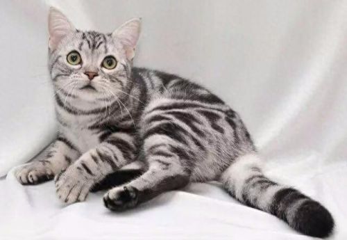 小猫宠物牌子排名前十(kojima宠物牌子介绍)插图6