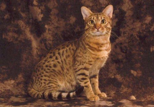 猫的最美十大排行榜(猫咪最美十大排行榜)插图6
