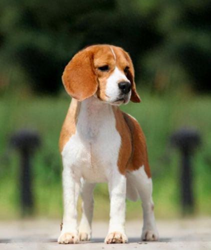十大最倔强的狗犬排行榜(十大最聪明的狗不掉毛小型犬)插图1