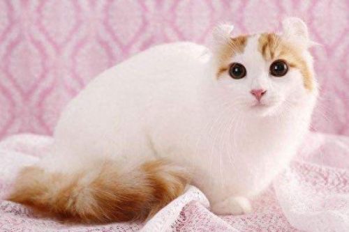 猫的最美十大排行榜(猫咪最美十大排行榜)插图4