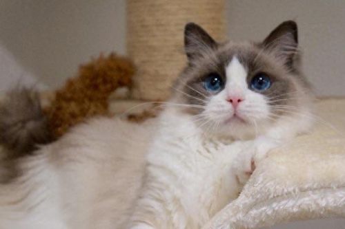 猫的最美十大排行榜(猫咪最美十大排行榜)插图