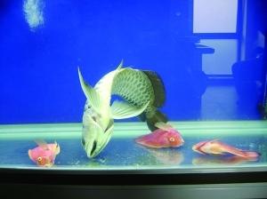 龙鱼缸十大名牌排行榜最新(欧铂龙鱼缸是杂牌吗)插图1