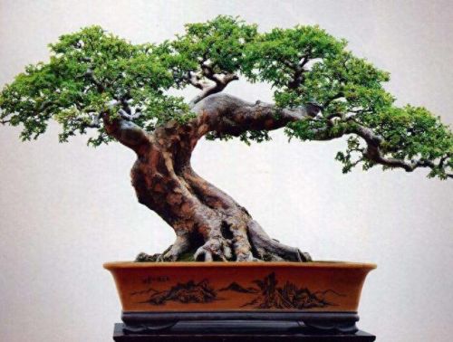 十大畅销绿植盆景树种排行榜(常见盆景树种有哪些)插图