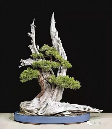 十大畅销绿植盆景树种排行榜(常见盆景树种有哪些)插图5