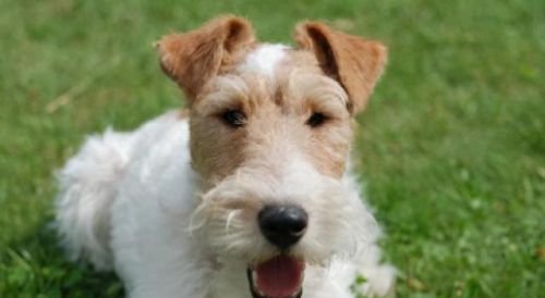 十大最倔强的狗犬排行榜(十大最聪明的狗不掉毛小型犬)插图4