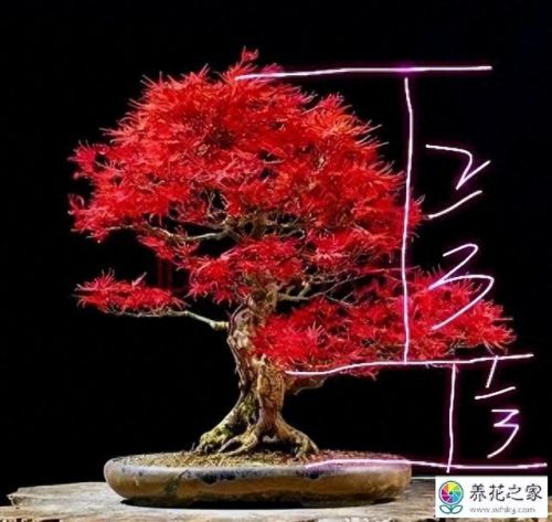 十大畅销绿植盆景树种排行榜(常见盆景树种有哪些)插图6