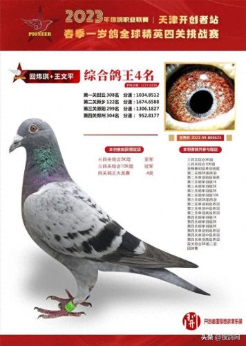 中国十大名鸽家排行榜(中国赛鸽网赛事直播)插图3