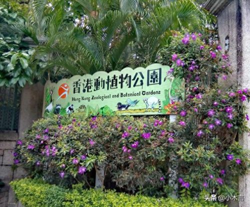 香港高端景点排名前十(香港的特色景点排名)插图