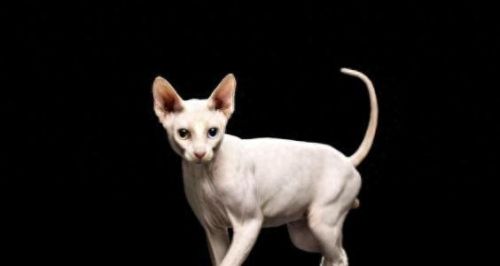 小猫宠物牌子排名前十(kojima宠物牌子介绍)插图2