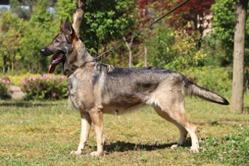 中国缉毒警犬排名前十(警犬电视剧十大排名)插图6