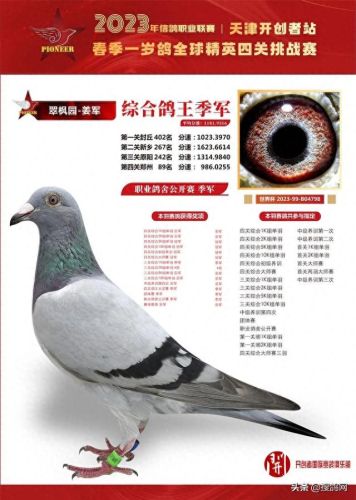 中国十大名鸽家排行榜(中国赛鸽网赛事直播)插图2