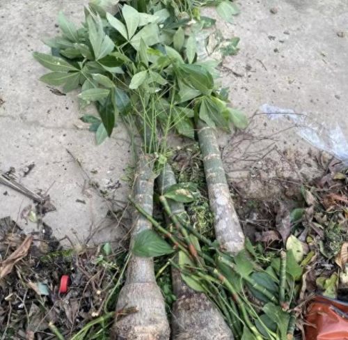 走廊绿植十大排行榜(十大最旺风水的植物)插图5