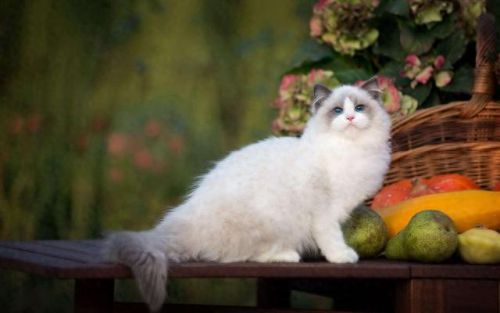 小猫宠物牌子排名前十(kojima宠物牌子介绍)插图10