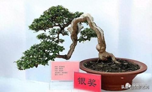 十大畅销绿植盆景树种排行榜(常见盆景树种有哪些)插图8