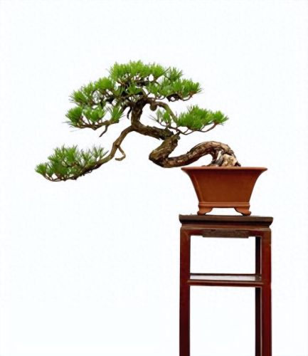 十大畅销绿植盆景树种排行榜(常见盆景树种有哪些)插图4