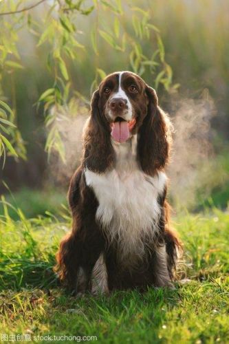 中国缉毒警犬排名前十(警犬电视剧十大排名)插图5