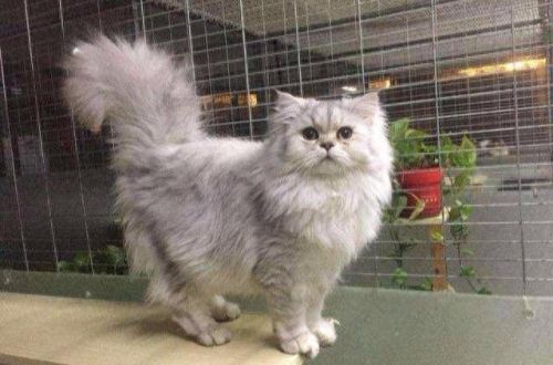 小猫宠物牌子排名前十(kojima宠物牌子介绍)插图9