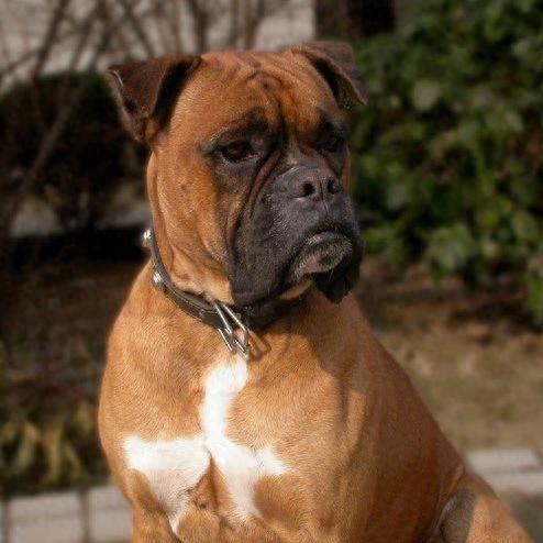 中国缉毒警犬排名前十(警犬电视剧十大排名)插图8