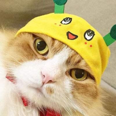 小猫宠物牌子排名前十(kojima宠物牌子介绍)插图