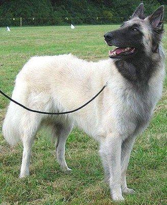中国缉毒警犬排名前十(警犬电视剧十大排名)