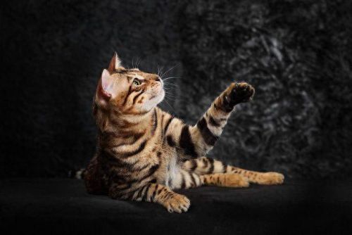 猫的最美十大排行榜(猫咪最美十大排行榜)插图2
