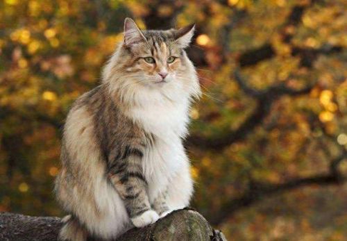 小猫宠物牌子排名前十(kojima宠物牌子介绍)插图3