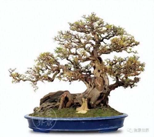 十大畅销绿植盆景树种排行榜(常见盆景树种有哪些)插图2