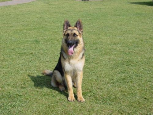中国缉毒警犬排名前十(警犬电视剧十大排名)插图