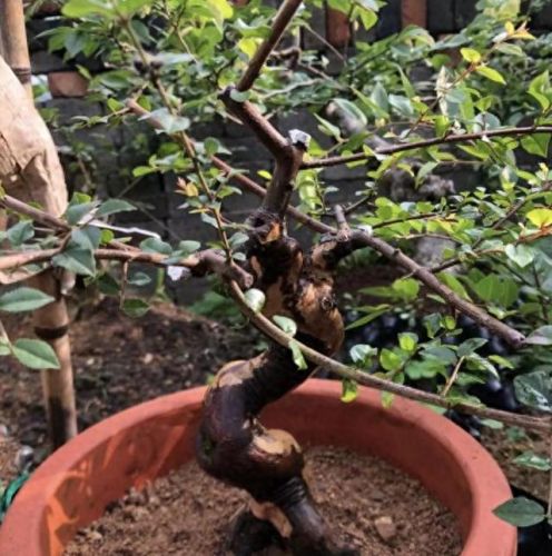 走廊绿植十大排行榜(十大最旺风水的植物)插图6