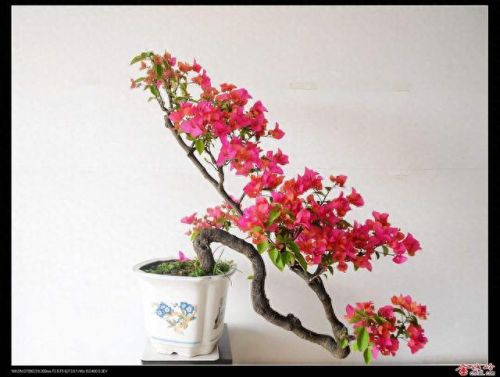 十大畅销绿植盆景树种排行榜(常见盆景树种有哪些)插图1
