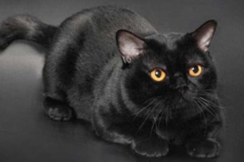 猫的最美十大排行榜(猫咪最美十大排行榜)插图3
