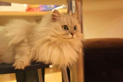 猫的最美十大排行榜(猫咪最美十大排行榜)插图1