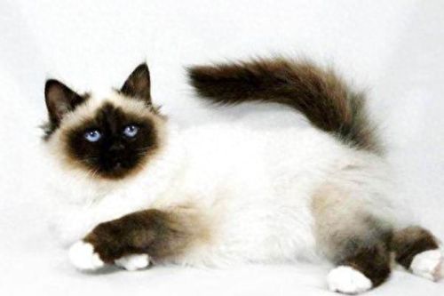 猫的最美十大排行榜(猫咪最美十大排行榜)插图7