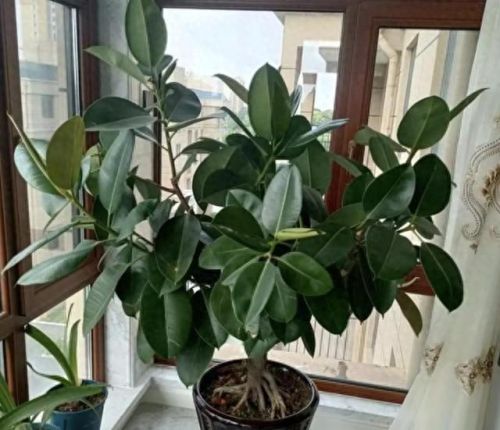走廊绿植十大排行榜(十大最旺风水的植物)插图