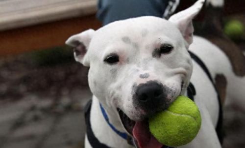 十大最倔强的狗犬排行榜(十大最聪明的狗不掉毛小型犬)插图6