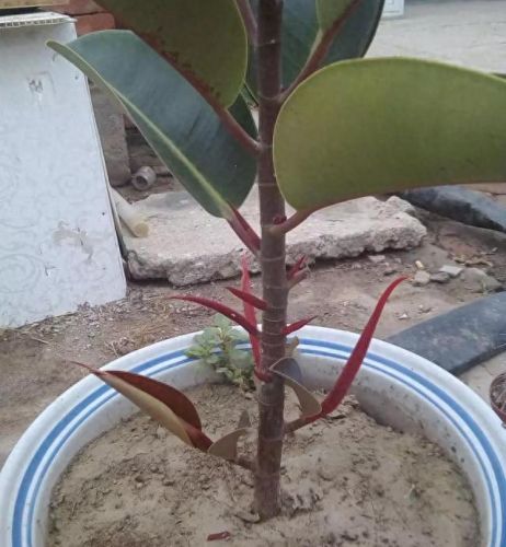 走廊绿植十大排行榜(十大最旺风水的植物)插图1