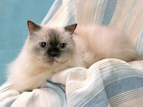 猫的最美十大排行榜(猫咪最美十大排行榜)插图5