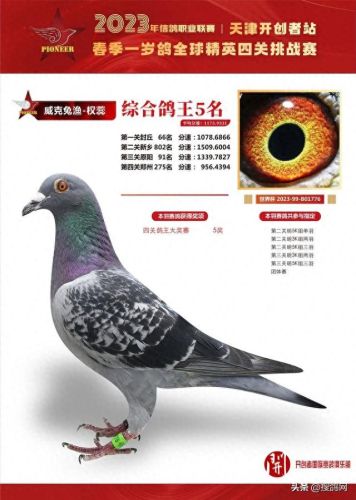 中国十大名鸽家排行榜(中国赛鸽网赛事直播)插图4
