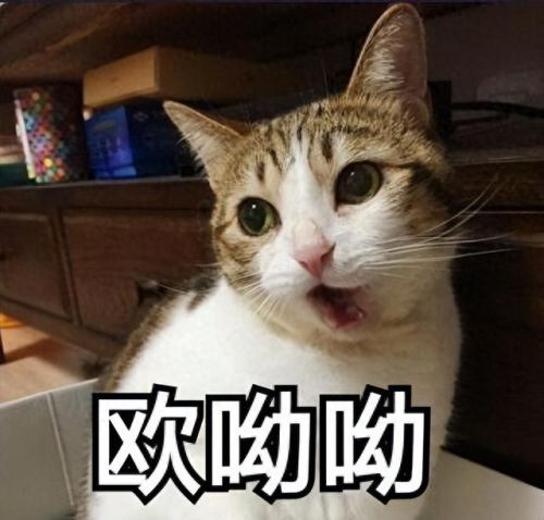 十大猫价格排行榜最新图片(十大良心猫罐头排行榜)插图