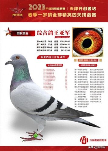 中国十大名鸽家排行榜(中国赛鸽网赛事直播)插图1