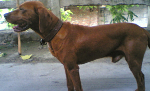 十大最倔强的狗犬排行榜(十大最聪明的狗不掉毛小型犬)