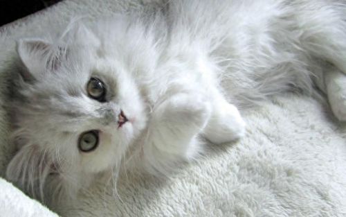 猫的最美十大排行榜(猫咪最美十大排行榜)