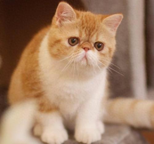 小猫宠物牌子排名前十(kojima宠物牌子介绍)插图4