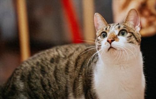 十大猫价格排行榜最新图片(十大良心猫罐头排行榜)插图6